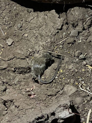 Spiny Pocket Mouse