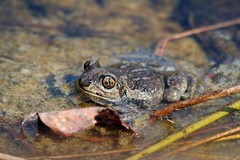 Pelobates vespertinus