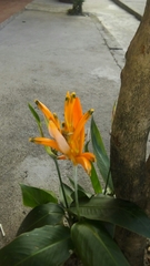 Heliconia psittacorum