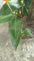 Heliconia psittacorum