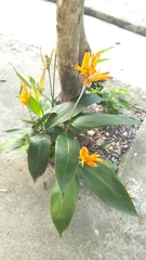 Heliconia psittacorum