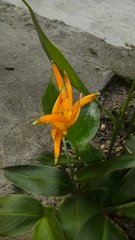 Heliconia psittacorum