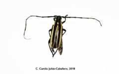 Sphaenothecus trilineatus