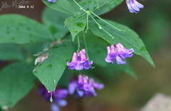 Vicia unijuga