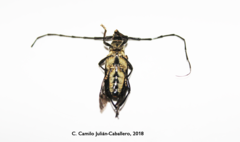 Sphaenothecus trilineatus