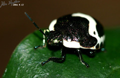 Poecilocoris lewisi