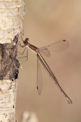 Lestes forficula