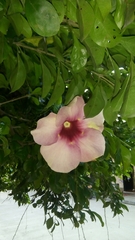 Magnoliopsida