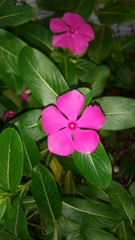 Catharanthus roseus