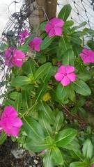 Catharanthus roseus