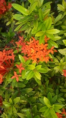 Ixora coccinea