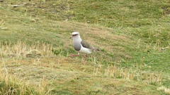Vanellus resplendens