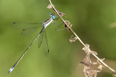 Lestes forficula