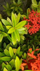 Ixora coccinea