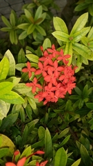 Ixora coccinea