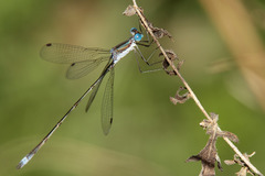 Lestes forficula