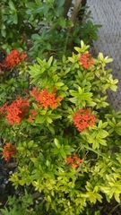 Ixora coccinea