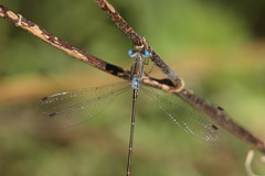 Lestes forficula