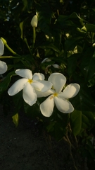 Plumeria pudica