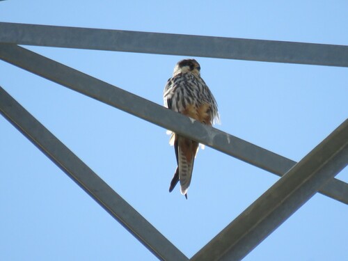Eurasian Hobby