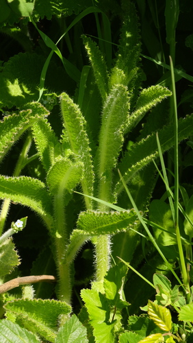 Campanula primulifolia, photograph 5