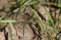 Lestes forficula