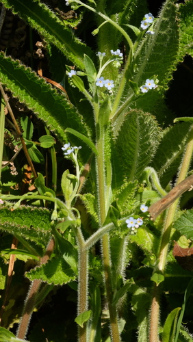 Myosotis welwitschii
