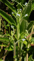 Myosotis welwitschii