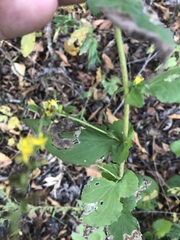 Solidago auriculata