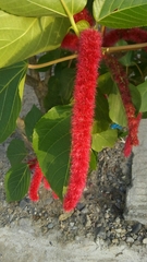 Acalypha hispida