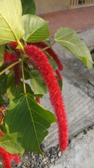 Acalypha hispida