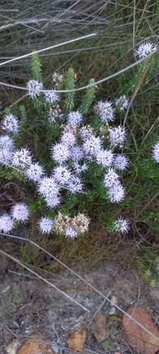 Image of Stilbe ericoides by (c) Adele SL, some rights reserved (CC BY)