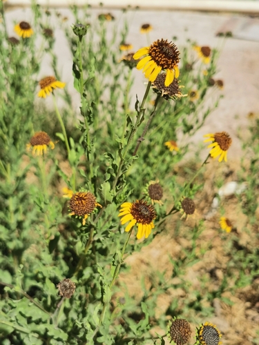 Image of Helianthus laciniatus by (c) M. Socorro González Elizondo, some rights reserved (CC BY-SA)
