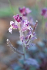 Streptanthus hispidus