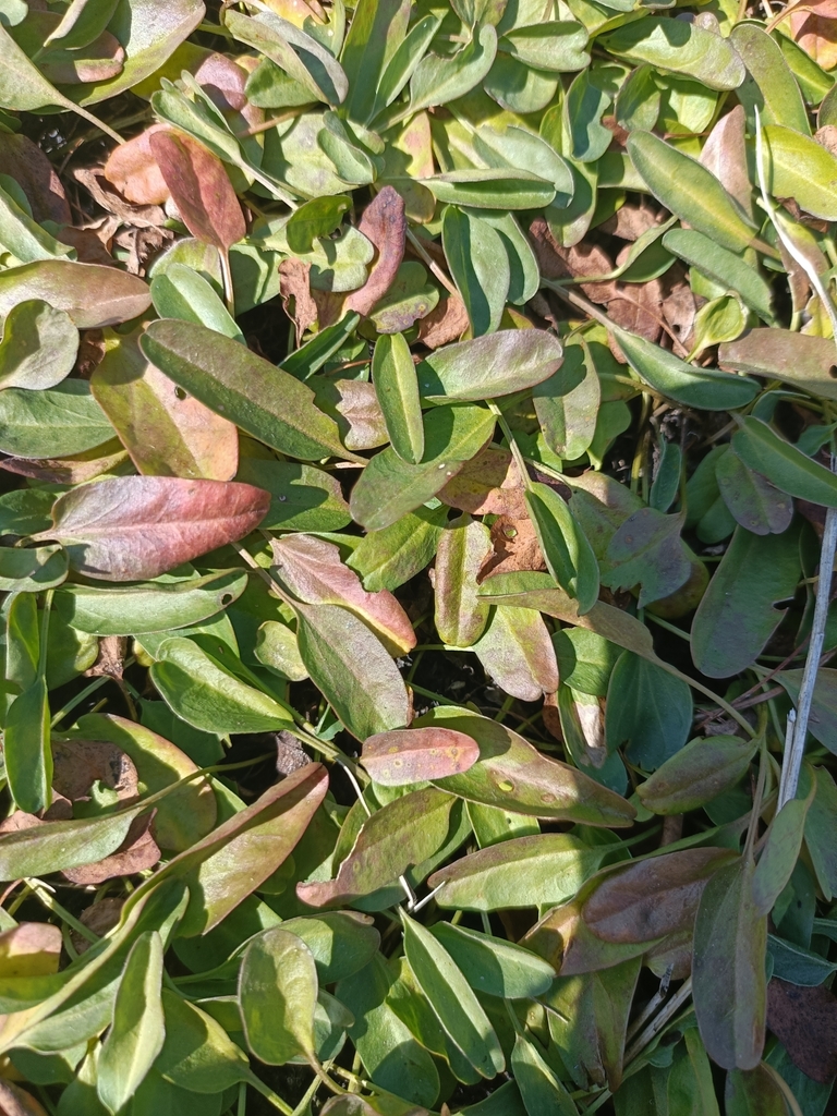 bindweed-family-from-potchefstroom-2520-south-africa-on-april-28