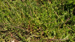 Myosotis welwitschii, photograph (c) fmunoz, some rights reserved (CC BY)