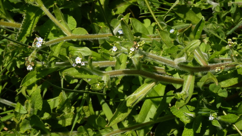 Myosotis welwitschii, photograph 3