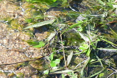 Anax parthenope julius