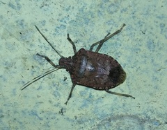 Halyomorpha picus