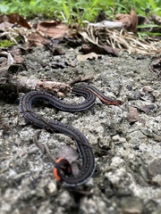 Banded Malaysian Coral Snake