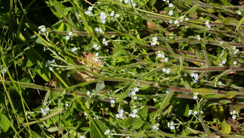Myosotis welwitschii, photograph 5