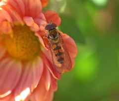 Meliscaeva auricollis