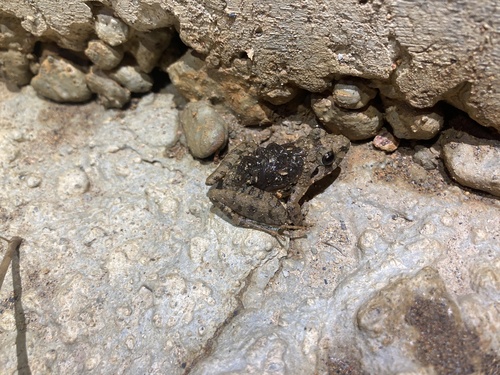 Finch's Wart Frog, Limnonectes finchi