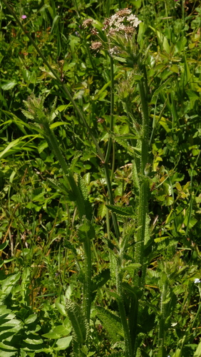 Campanula primulifolia, photograph 6