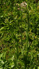 Campanula primulifolia, photograph fmunoz, CC BY, iNaturalist via GBIF