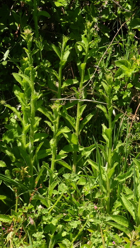 Campanula primulifolia, photograph 4