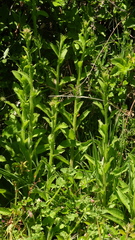 fmunoz, CC BY, iNaturalist via GBIF Campanula primulifolia, photograph fmunoz, CC BY, iNaturalist via GBIF