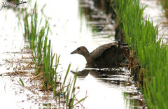 Gallicrex cinerea