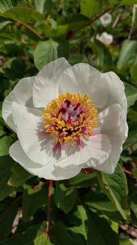 Paeonia mascula