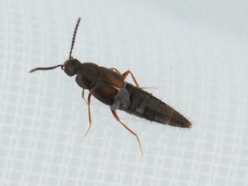 Oxypoda vittata